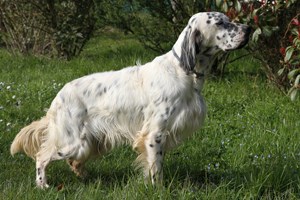 CH. Greko Du sentier des lutins