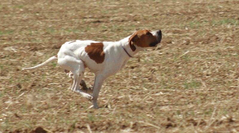 pointers